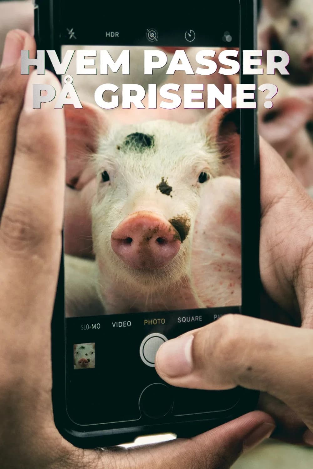 Hvem passer på grisene? key art