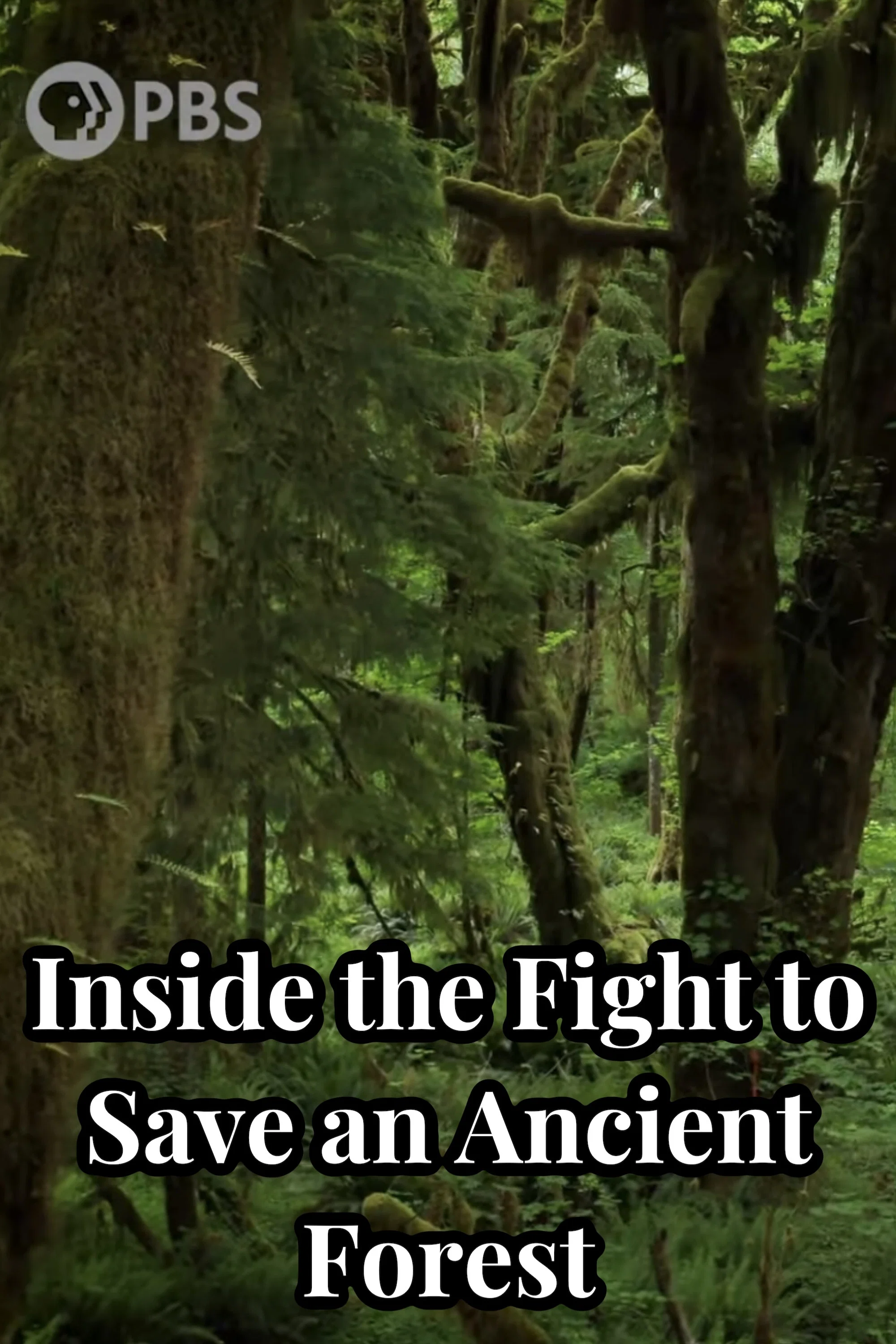 Inside the Fight to Save an Ancient Forest (and the Secrets it Holds) key art