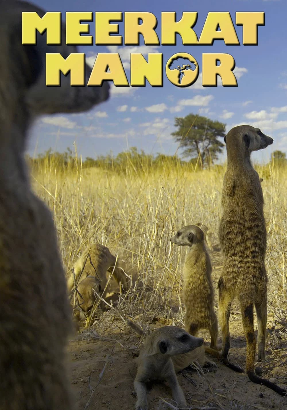 Meerkat Manor key art