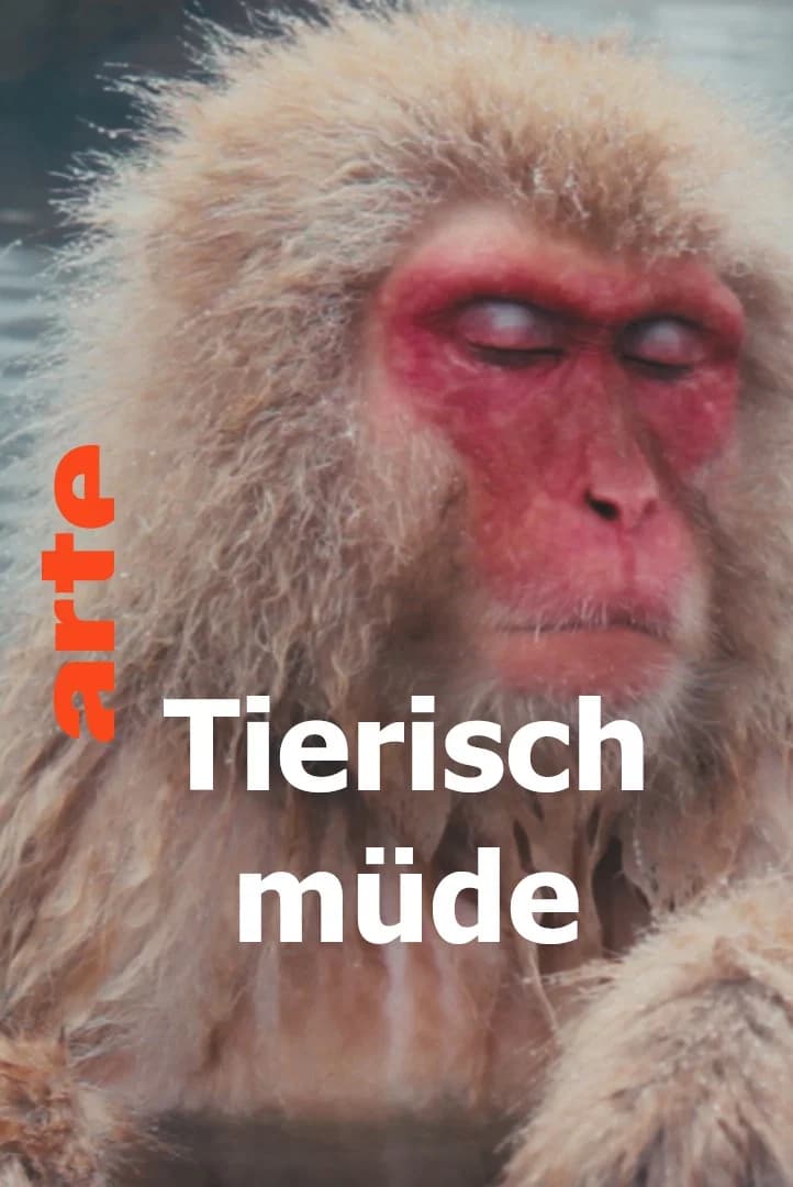 Tierisch müde - Das Rätsel Schlaf key art